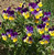 Pocket Garden Edible Flowers