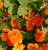 Pocket Garden Edible Flowers