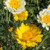 Pocket Garden Edible Flowers