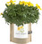 Garden-in-a-bag Marigold