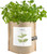 Garden-in-a-bag Mint