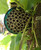Native Bee Bottle