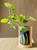 Cultivated Seed Start Garden in a Box (6-pack)