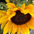 Garden Sprinkles Grow Love Sunflower