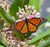 Scatter Garden Monarch Milkweed