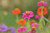 Happy Birthday Essential Flower Garden - Mixed Zinnia