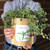 Garden-in-a-bag Oregano