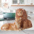 Pacific Giftware African Lions Salt & Pepper Shaker Set #11303 
