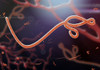 Ebola Virus Nucleoprotein (NP) (Sudan)