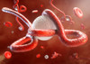 Ebola Virus Secreted Glycoprotein (sGP) (Bundibugyo)