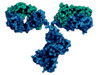 Human IgM Anti-Dengue Virus NS1 Serotype 1 Antibody (OB4)