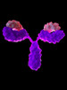 Mouse Anti-Canine Heartworm Antibody (3232)