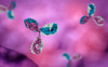 Mouse Anti-Clostridium Difficile Toxin B Antibody (TB7)