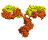 Mouse Anti-Dengue Virus Pan-Serotype NS1 Antibody (EA11)