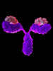 Mouse Anti-Rhinovirus VP3 Antibody (4966)