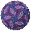Powassan Virus NS1 Protein