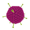 Adenovirus Type 5 Particles, CMV-β-Galactosidase