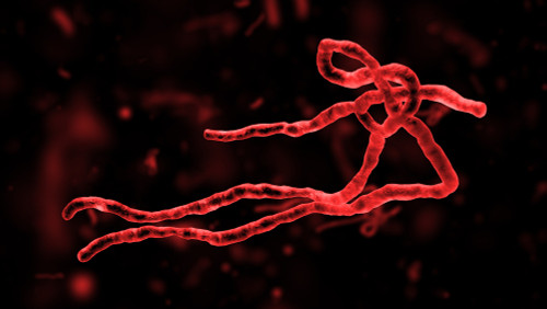 Ebola Virus Envelope Glycoprotein (GP1) (Zaire, Kikwit-95)