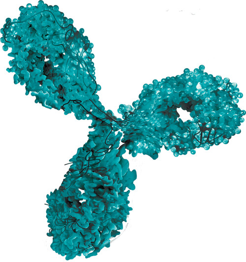 Mouse Anti-Mumps Virus Nucleoprotein (6007)
