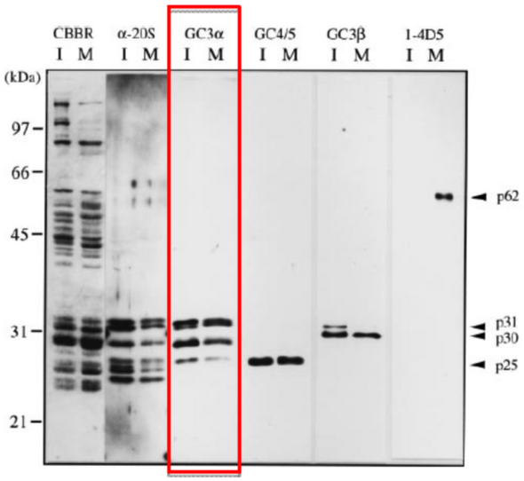 Anti 20S Proteasome mAb (Clone GC3α)