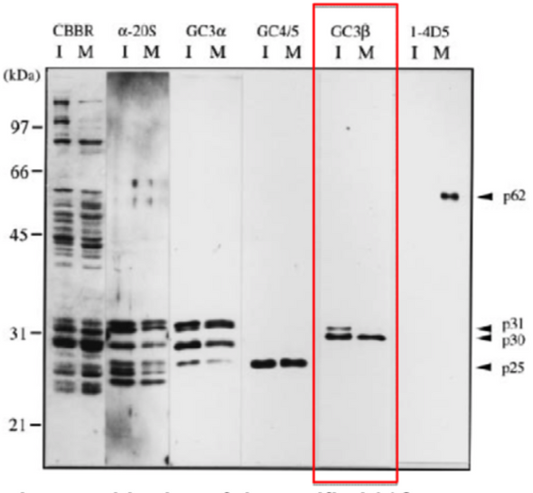 Anti 20S Proteasome Subunit Alpha Type-4 mAb (Clone GC3β)