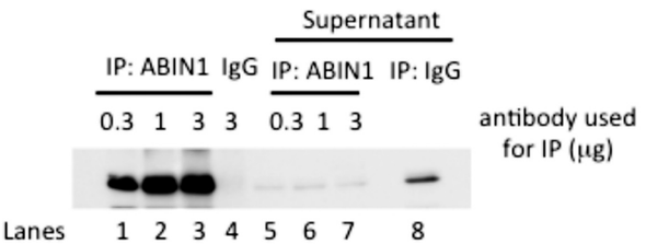Anti Mouse TNFAIP3 Interacting Protein 1 (TNIP1/ABIN1) pAb (Sheep, Affinity Purified)