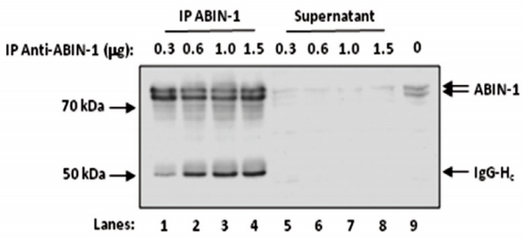 Anti Human TNFAIP3 Interacting Protein 1 (TNIP1/ABIN1) pAb (Sheep, Affinity Purified)