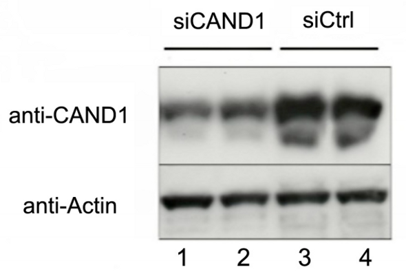 Anti Cullin Associated And Neddylation Dissociated 1 (CAND1) Human residues 5-245 pAb (Sheep, Affinity Purified)