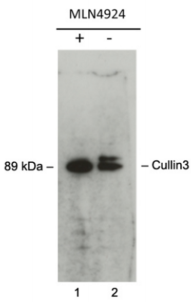 Anti Cullin 3 (CUL3) Human residues 554-768 pAb (Sheep, Affinity Purified)