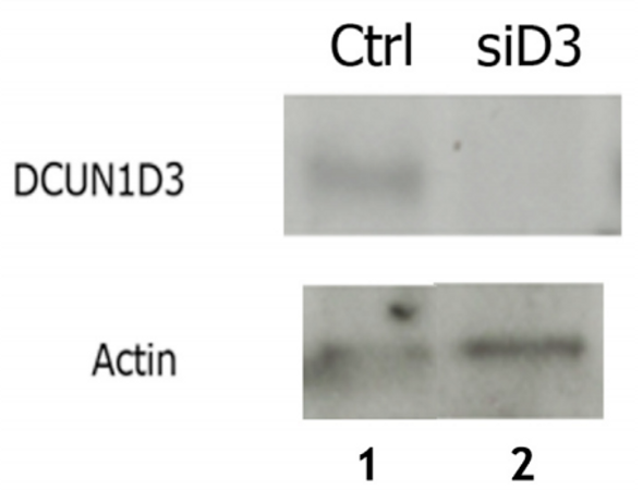 Anti Defective In Cullin Neddylation 1 Domain Containing 3 (DCUN1D3/DCNL3) Human full length pAb (Sheep, Affinity Purified)