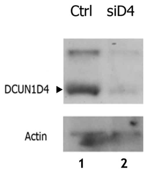 Anti Defective In Cullin Neddylation 1 Domain Containing 4 (DCUN1D4/DCNL4) Human full length pAb (Sheep, Affinity Purified)