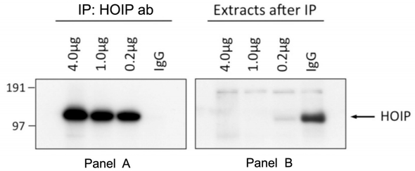 Anti Ring Finger Protein 31 (RNF31/HOIP) pAb (Sheep, Affinity Purified)