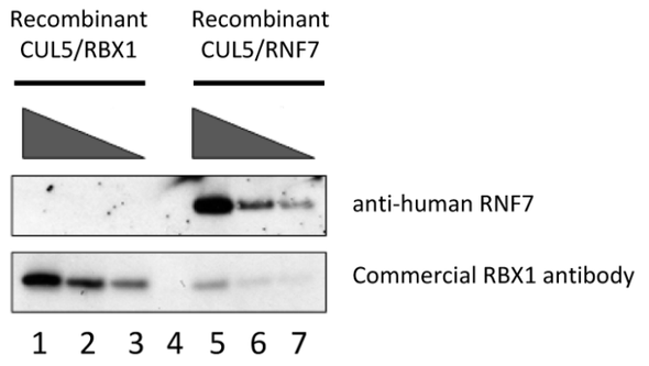 RNF7 (human; full length), pAb