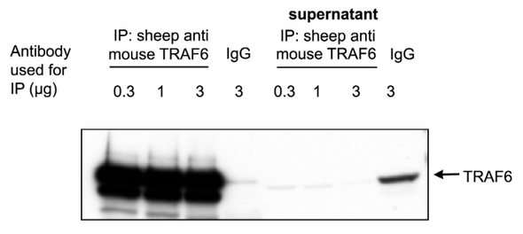 TRAF6 (mouse; full length), pAb