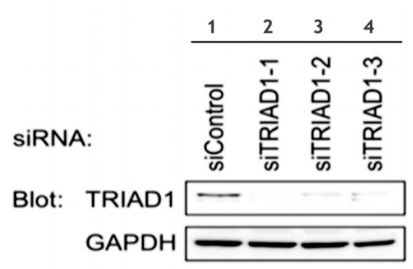 TRIAD1 (human; full length), pAb