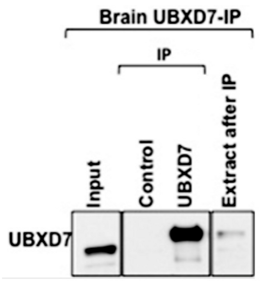 UBXD7 (human; full length), pAb