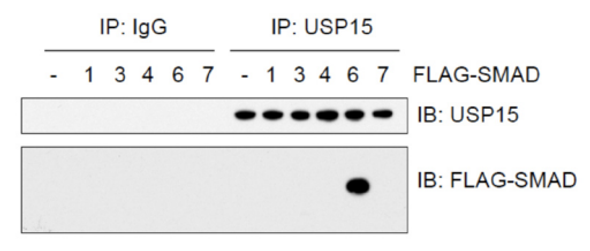 USP15 (human; full length), pAb