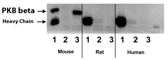 PKB beta (mouse; residues 455-469), pAb