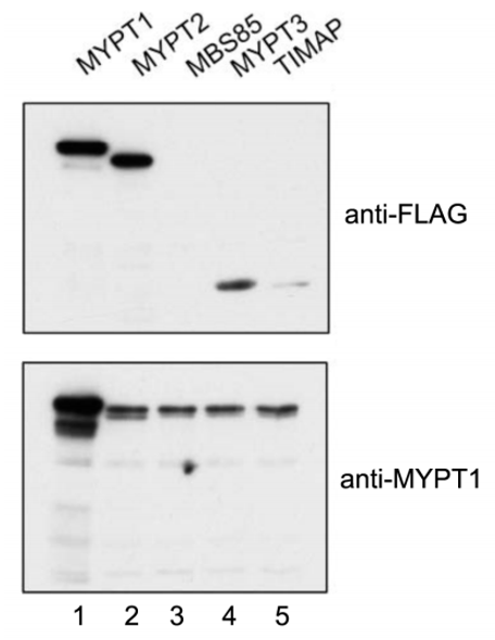 Anti Protein Phosphatase 1 Regulatory Subunit 12A (PPP1R12A/MYPT1) Human residues 728-838 pAb (Sheep, Affinity Purified)