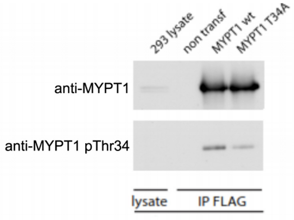 MYPT1 pThr34 (mouse; residues 27 - 41), pAb