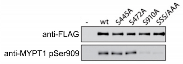 MYPT1 pSer909 (mouse; residues 903-917), pAb