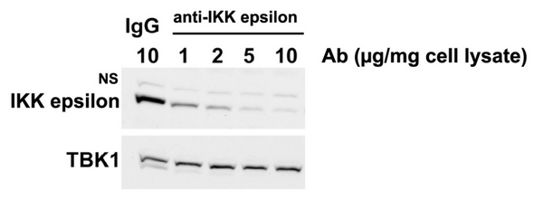 IKK epsilon (mouse; residues 702-717), pAb