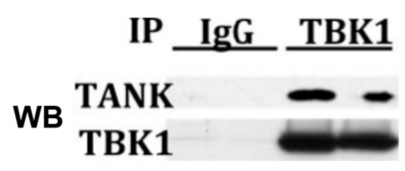 TBK1 (human; full length), pAb