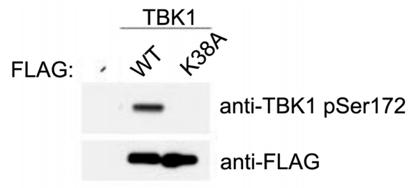 TBK1 pSer172 (human; residues 168 – 177), pAb