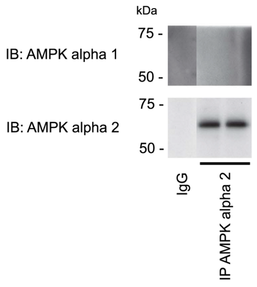 AMPK alpha 2 (human; residues 352 – 366), pAb