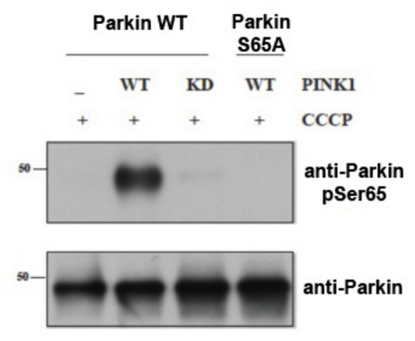 Parkin pSer65 (human; residues 60 - 72), pAb