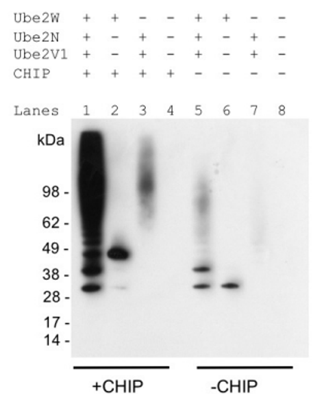 Mono and Polyubiquitylated conjugates, mAb (FK2)