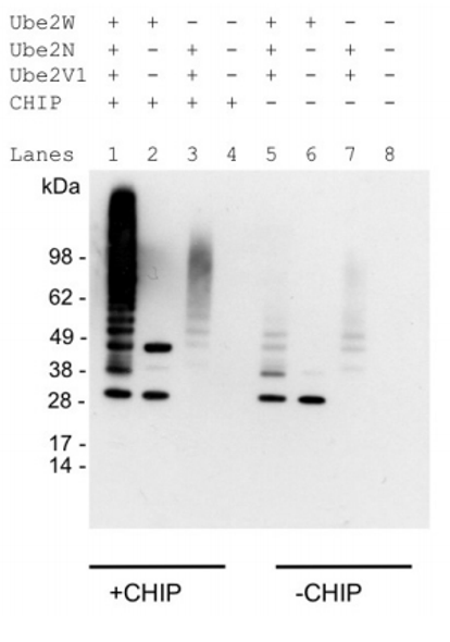 Anti Mono and Polyubiquitylated conjugates mAb (clone FK2, HRP-conjugated)