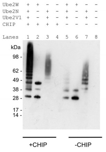 Anti Mono and Polyubiquitylated conjugates mAb (clone FK2, Biotin-conjugated)