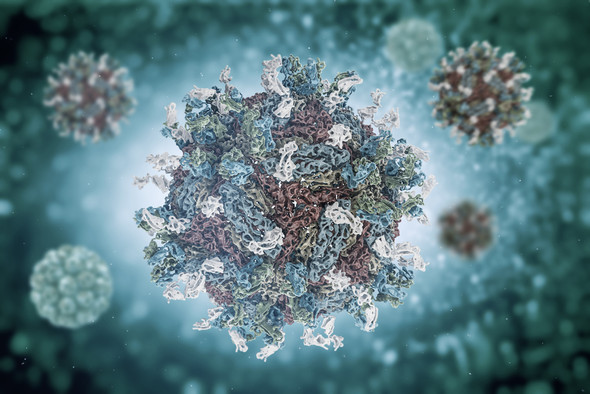 Dengue Virus Serotype 3 NS1 Protein (Insect Cells)